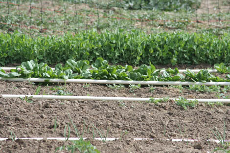 garden05 Peas and Spinach