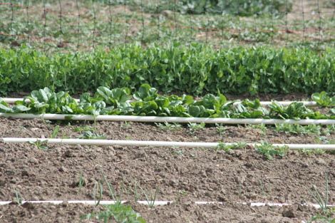 Peas and Spinach