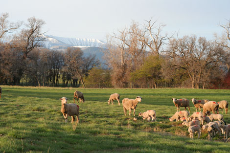 sheep This is the view from my bedroom window. It looks like the pretty, picture-perfect, peaceful pastoral scene until...5:46 AM when all you hear is BAAA, BAAAA, BAAAAAA!!
