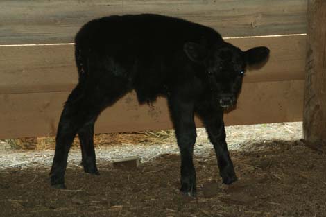 calf