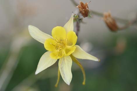 columbine