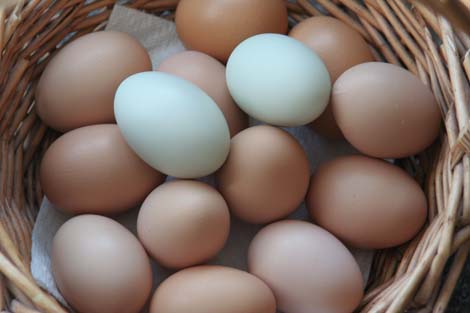 eggs