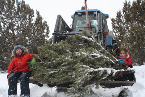 treeontractor